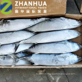 Sea Frozen Stripped Bonito Ganze Runde Karton Verpackung